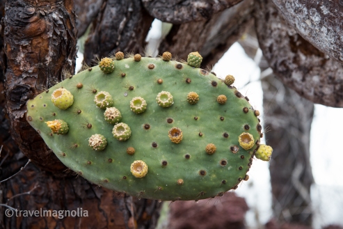 cactusflower_rabida-2