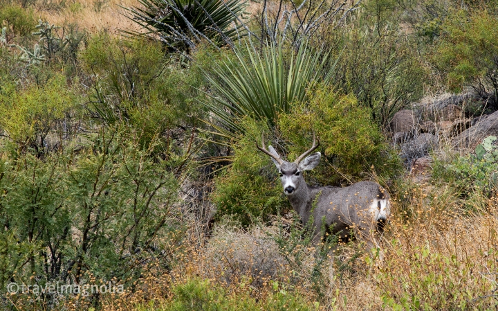 Mule Deer Stag in Cactus