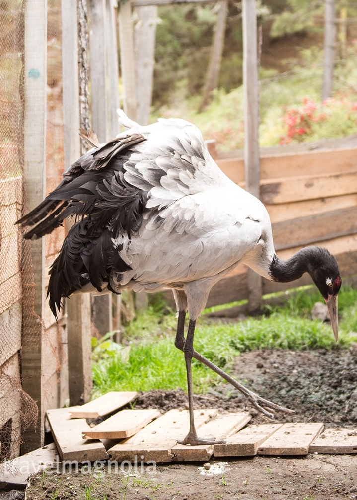 Black Necked Crane with Leg Up